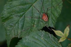 Wamberg-rode-hooiwagen-DSC00129