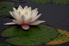 Wamberg-waterlelie-DSC01606