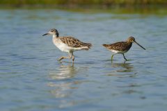 Wommels-Kemphaan-en-watersnip-Gerry-van-Meurs-06437-2