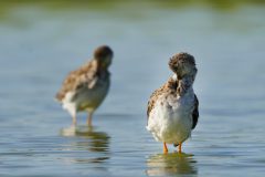 Wommels-kemphaan-Gerry-van-Meurs-06520-2