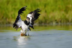 Wommels-kievit-Gerry-van-Meurs-06178-2