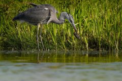 Wommels-reiger-met-prooi-Gerry-van-Meurs-06382-2
