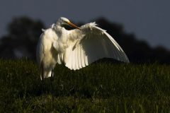 Wommels-zilverreiger-Gerry-van-Meurs-06575