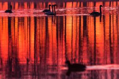 c1_swans_sunrise