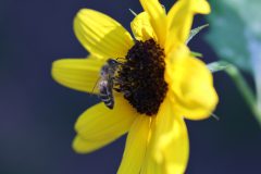 insecten-1