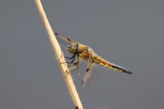 insecten-2