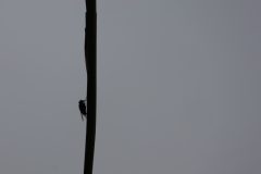 insecten-3