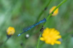 insecten-4