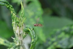 insecten-5