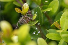 insecten-6