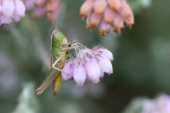 insecten-7