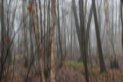 landschap-1