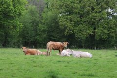 landschap-6