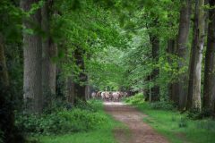 landschap-7