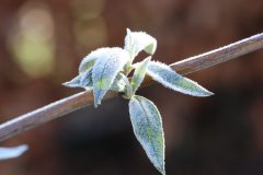planten-2