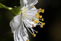 planten-3