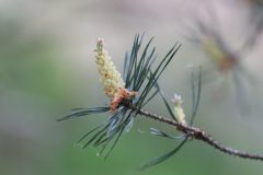 planten-4