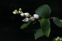 planten-6