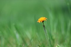 planten-7