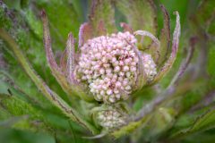 planten-9