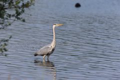 vogels-1