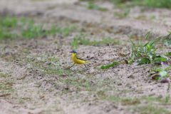 vogels-2