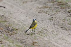 vogels-3