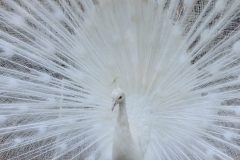 vogels-4