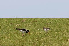 vogels-5