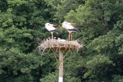 vogels-6