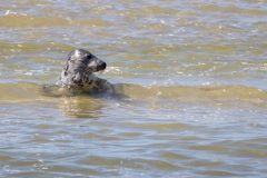 zeehond-1