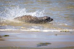 zeehond-2