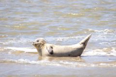 zeehond-3