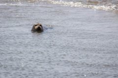 zeehond-4
