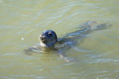 zeehond-5