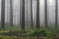 02-1920-Rips-2025-Januari-Mist_N627572