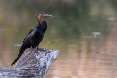 02-1920-Zuid-Afrika-2016-Anhinga-HG6_0616-kopie