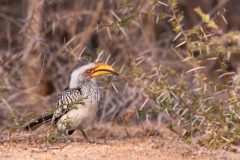 03-1920-Zuid-Afrika-2016-Geelsnaveltok-HG6_0780-kopie