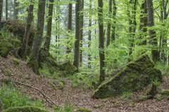 04-05-2005-Luxemburg-Bos-Rotsen_N629041
