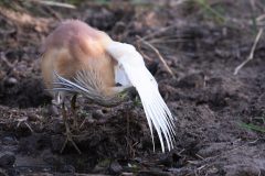 05-1920-Zuid-Afrika-2018-Ralreiger-HG6_4433-kopie