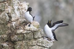 05-2025-Schotland-Alk-Bempton_ZF14539