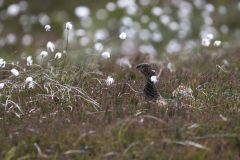 05-2025-Schotland-Red-Grouse_ZF12987