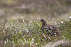 05-2025-Schotland-Red-Grouse_ZF13056