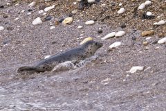 05-2025-Schotland-Zeehond-Bempton_ZF15202
