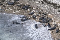05-2025-Schotland-Zeehonden-Bempton_ZF15132