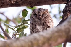 06-1920-Zuid-Afrika-2019-Afrikaanse-Scops-Owl-HG6_8601-kopie