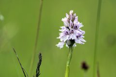 07-05-2025-Schotland-Orchidee_N620835
