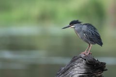 07-1920-Zuid-Afrika-2019-Straited-Heron-HG6_6219-kopie