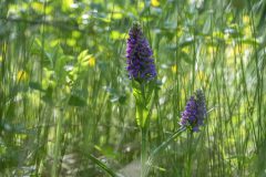 08-05-205-Schotland-Orchidee_N621262