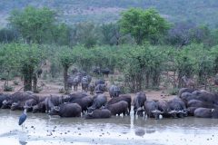 08-1920-Zuid-Afrika-2019-Buffels-Drinkend-HG7_1298-kopie